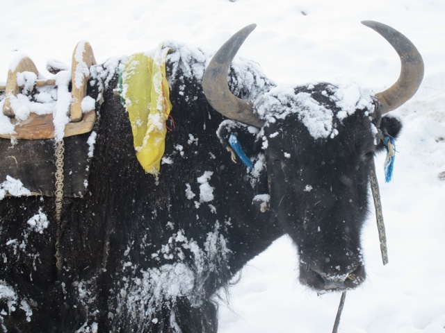 snowy_yak